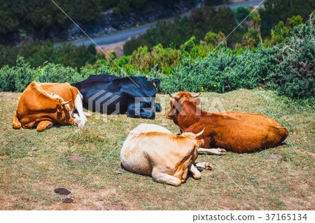 brown cows, Madeira Island, Portugal 37165134