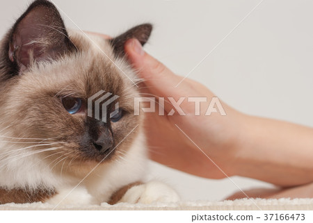 Birman cat being stroked by a woman's hands Birman cat being stroked by a woman's hands 37166473