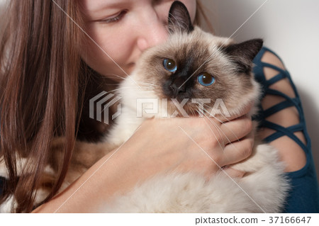 Young woman is hugging her Birman cat 37166647