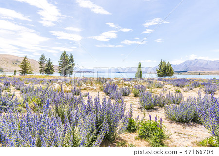 Lake Tekapo in fine weather 37166703