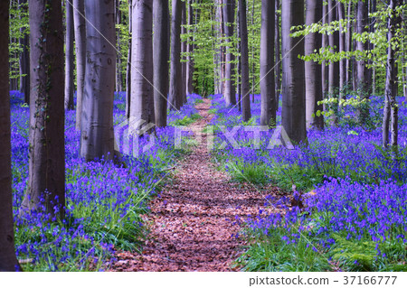 藍色響鈴（狂放的風信花）在Haru森林裡，比利時 37166777