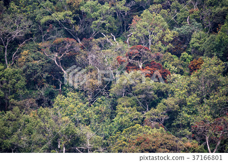Scenic view in Horton Plains, Sri Lanka 37166801