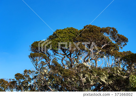 Scenic view in Horton Plains, Sri Lanka 37166802