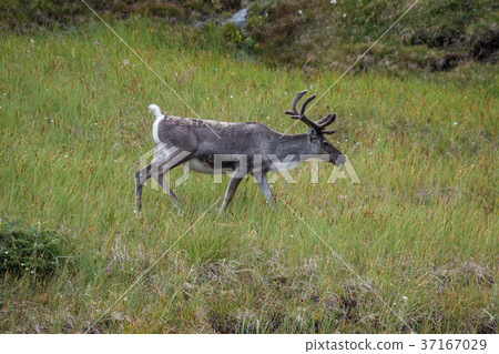 Reindeer stag with exceptionally long antlers Reindeer stag with exceptionally long antlers 37167029
