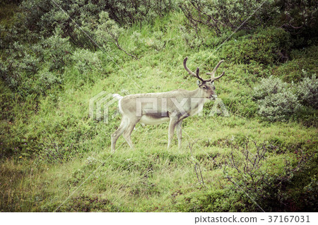 Reindeer stag with exceptionally long antlers Reindeer stag with exceptionally long antlers 37167031