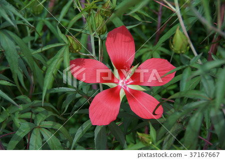 すべての花の画像 これまでで最高の葵 花言葉