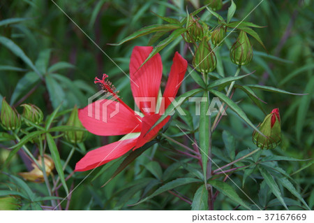 秋葉葵Momoijiaoi花這個詞是“溫柔的” 37167669