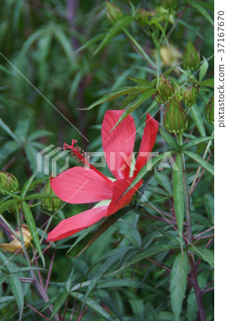 秋葉葵Momoijiaoi花這個詞是“溫柔的” 秋葉葵Momoijiaoi花這個詞是“溫柔的” 37167670