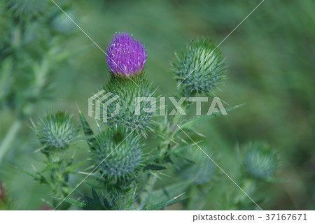 野蠻人的花語言“討厭人類” 野蠻人的花語言“討厭人類” 37167671