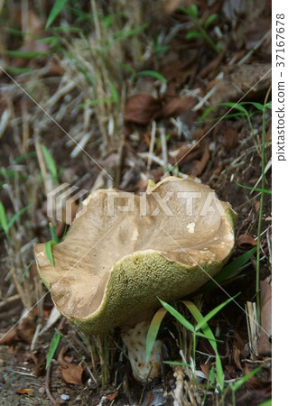 Awatake Awatake 37167678