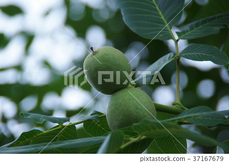 核桃核桃花是“智慧” 37167679