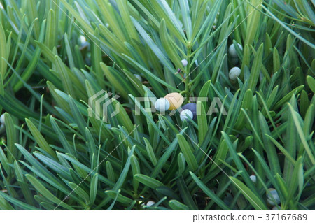 The flower language of Inujima Inumaki is "charity" The flower language of Inujima Inumaki is "charity" 37167689