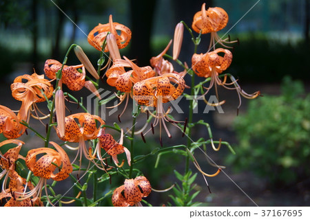 夏季花妖百合花語是“聖人” 37167695