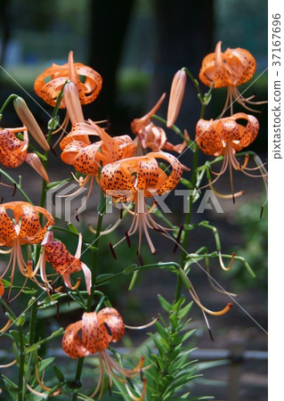 夏季花妖百合花語是“聖人” 37167696