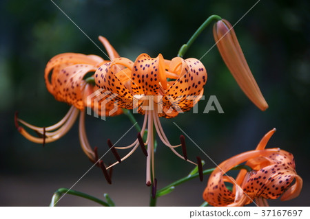 Summer flower demon lily Flower language is "sage" Summer flower demon lily Flower language is "sage" 37167697