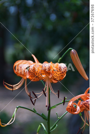 Summer flower demon lily Flower language is "sage" 37167698