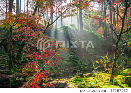 Kyoto Ohara Sansenin Autumn leaves Kyoto Ohara Sansenin Autumn leaves 37167985