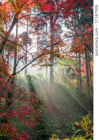 Kyoto Ohara Sansenin Autumn leaves 37167986