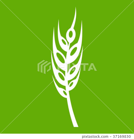 Barley spike icon green Barley spike icon green 37169830