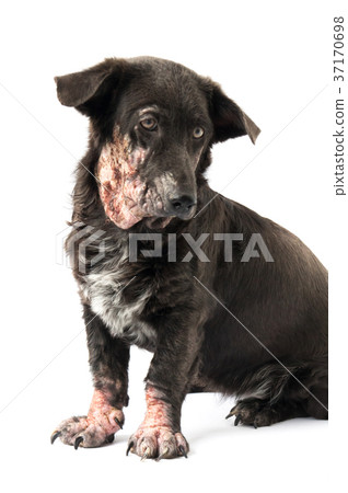 Dog sick leprosy skin problem with white 37170698