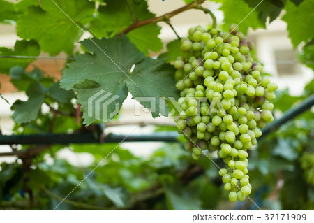 bunch of ripe white grape in vineyard. fruit for harvest in farm bunch of ripe white grape in vineyard. fruit for harvest in farm 37171909