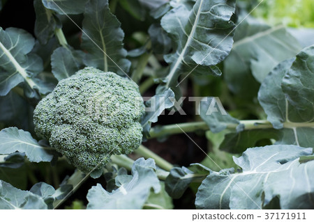 brocoli plant in field. broccoli growing in vegetable garden. brocoli plant in field. broccoli growing in vegetable garden. 37171911