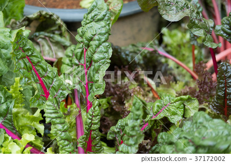 beet root plant growing in vegetable garden. soil cultivation. Agricultural industry. beet root plant growing in vegetable garden. soil cultivation. Agricultural industry. 37172002