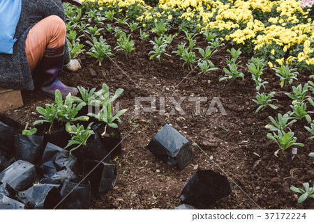 gardener planting flower in garden. woman growing plant with soil at back yard 37172224