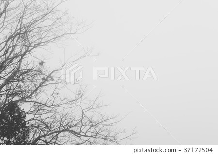 tree branches silhouette in fog and mist. nature background on white pale sky in the morning tree branches silhouette in fog and mist. nature background on white pale sky in the morning 37172504