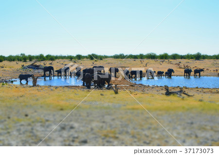 Africa _ elephant 01 37173073
