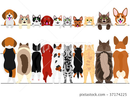Set of small dogs and cats border stood up 37174225