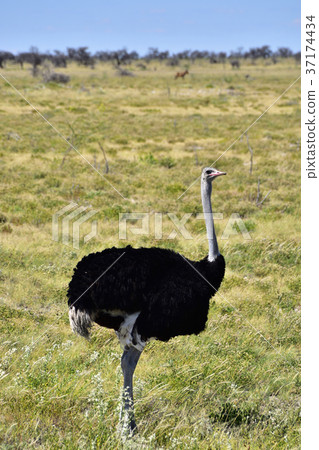 Africa _ ostrich 01 37174434