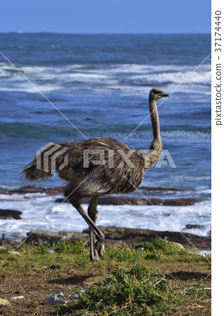 Africa_Oostrich 04 37174440