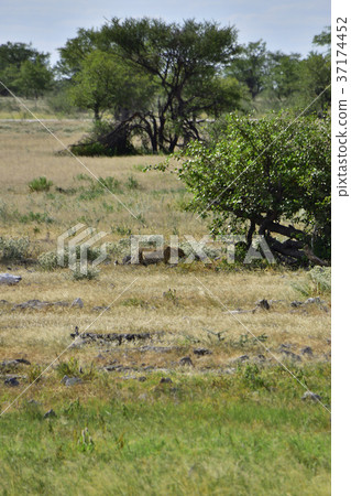 African leopard 01 37174452