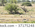 African_ leopard 02 37175248