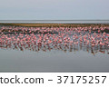 Africa_Flamingo 01 37175257