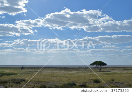 Africa_ Horizon 03 37175263