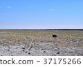 Africa_ Horizon 05 37175266