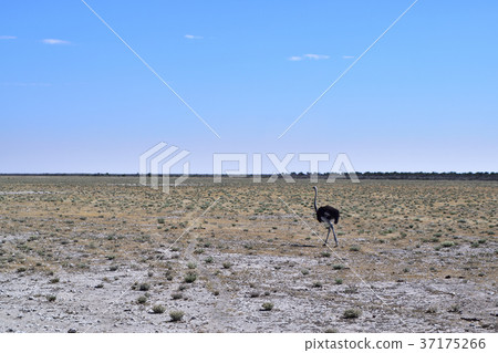 Africa_ Horizon 05 Africa_ Horizon 05 37175266