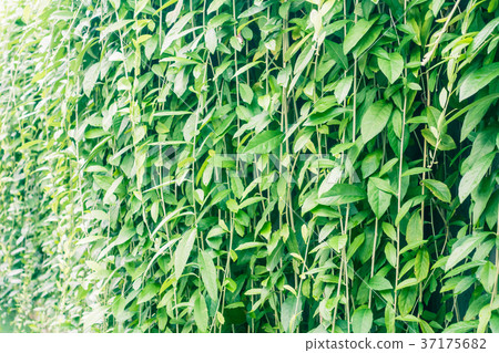 Green leaf Green leaf 37175682