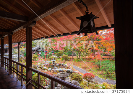 Autumn leaves of Kyoto Tennuji Temple 37175954