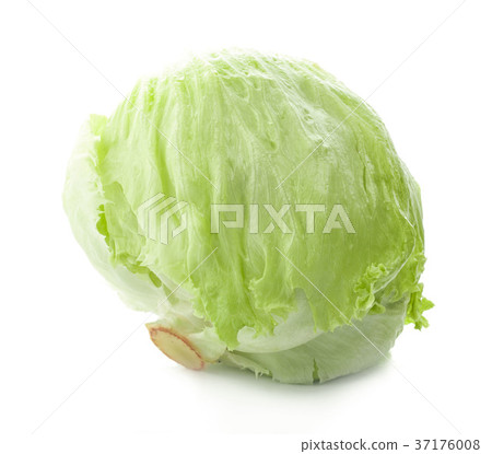 Green Iceberg lettuce on White Background Green Iceberg lettuce on White Background 37176008
