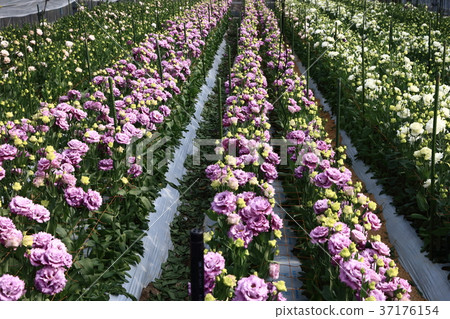 Leaf button 37176154