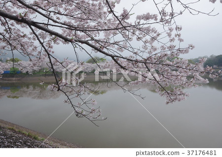 Cherry blossoms at Tateoka Nature Park 37176481