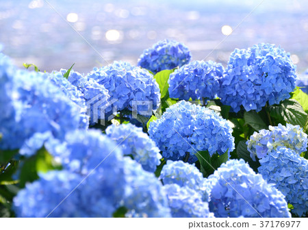 繡球-33,834 37176977