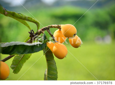 枇杷果實-33842 枇杷果實-33842 37176978