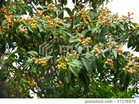 枇杷果-33844 37176979