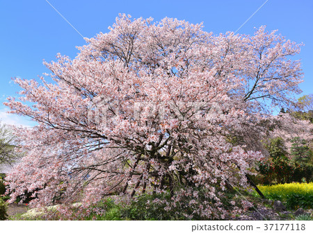 Yamazakura-33583 Yamazakura-33583 37177118