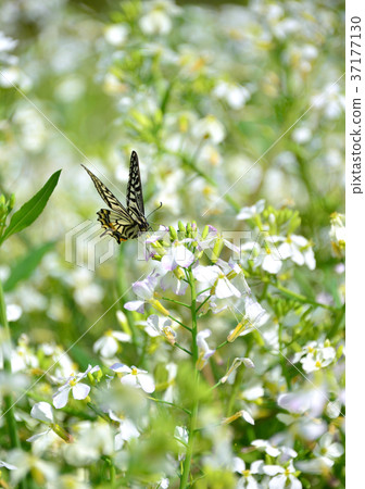 Daikon花和swallowtail-33617 Daikon花和swallowtail-33617 37177130