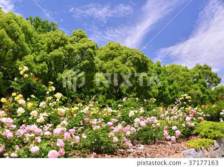 Hiromi Park in spring-33683 37177163